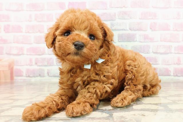 新潟県のトイプードル(トイ) (Coo&RIKU上越店/2025年6月6日生まれ/男の子/レッド)の子犬の2枚目の画像
