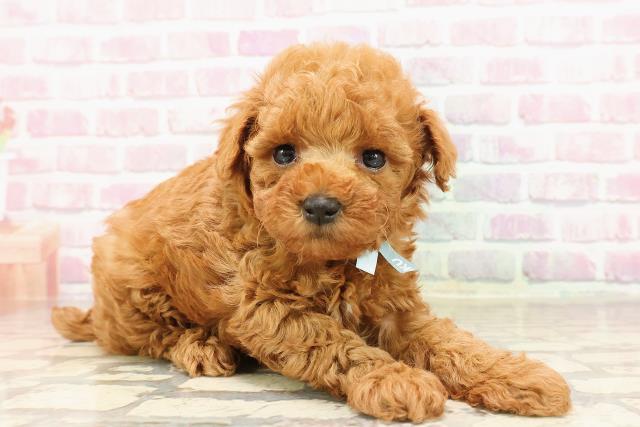 新潟県のトイプードル(トイ) (Coo&RIKU上越店/2025年6月6日生まれ/男の子/レッド)の子犬の3枚目の画像