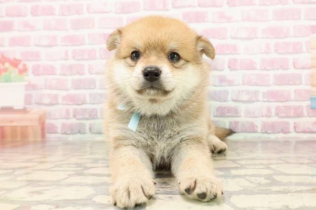 長野県のポメ柴/豆ポメ/ポメ豆柴(ポメラニアン×柴犬) (Coo&RIKU長野店/2025年6月9日生まれ/男の子/赤)の子犬の1枚目の画像