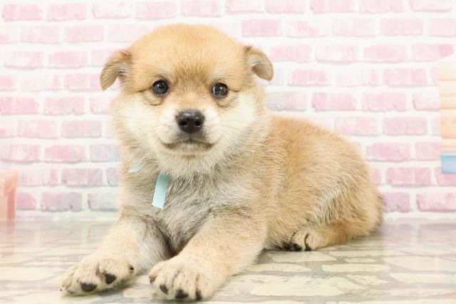 長野県のポメ柴/豆ポメ/ポメ豆柴(ポメラニアン×柴犬) (Coo&RIKU長野店/2025年6月9日生まれ/男の子/赤)の子犬の2枚目の画像