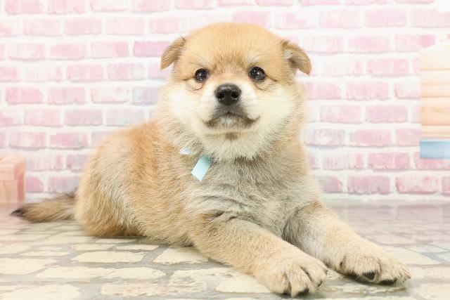 長野県のポメ柴/豆ポメ/ポメ豆柴(ポメラニアン×柴犬) (Coo&RIKU長野店/2025年6月9日生まれ/男の子/赤)の子犬の3枚目の画像