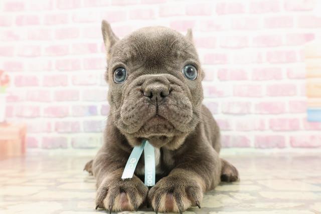 東京都のフレンチブルドッグ (Coo&RIKU吉祥寺店/2025年6月9日生まれ/男の子/ブルータン)の子犬
