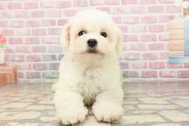 長野県のビションフリーゼ (Coo&RIKU長野店/2025年6月10日生まれ/女の子/ホワイト)の子犬の1枚目の画像