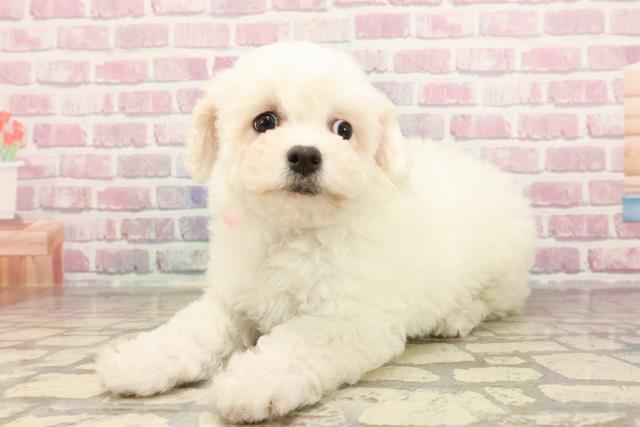 長野県のビションフリーゼ (Coo&RIKU長野店/2025年6月10日生まれ/女の子/ホワイト)の子犬の2枚目の画像