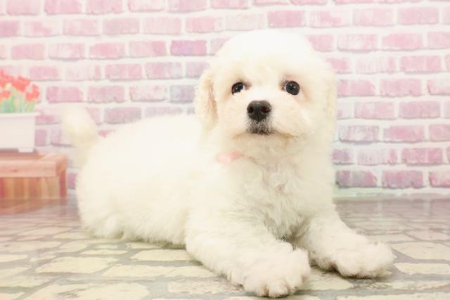 長野県のビションフリーゼ (Coo&RIKU長野店/2025年6月10日生まれ/女の子/ホワイト)の子犬の3枚目の画像