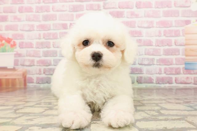 新潟県のビションフリーゼ (Coo&RIKU長岡店/2025年6月10日生まれ/男の子/ホワイト)の子犬の1枚目の画像
