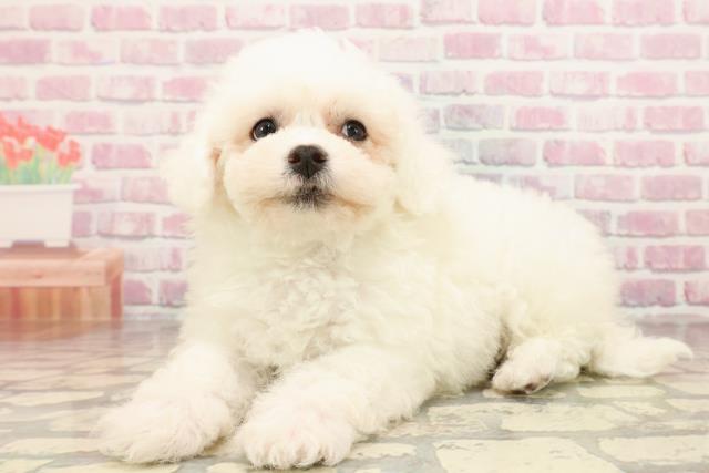 新潟県のビションフリーゼ (Coo&RIKU長岡店/2025年6月10日生まれ/男の子/ホワイト)の子犬の2枚目の画像