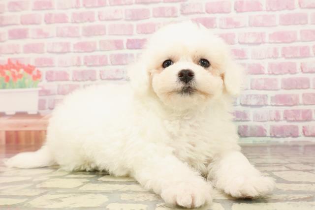 新潟県のビションフリーゼ (Coo&RIKU長岡店/2025年6月10日生まれ/男の子/ホワイト)の子犬の3枚目の画像