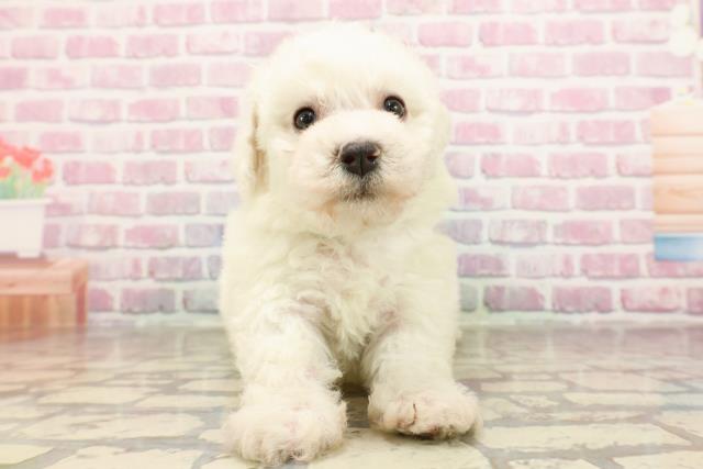 新潟県のビションフリーゼ (Coo&RIKU新潟東店/2025年6月9日生まれ/男の子/ホワイト)の子犬の1枚目の画像