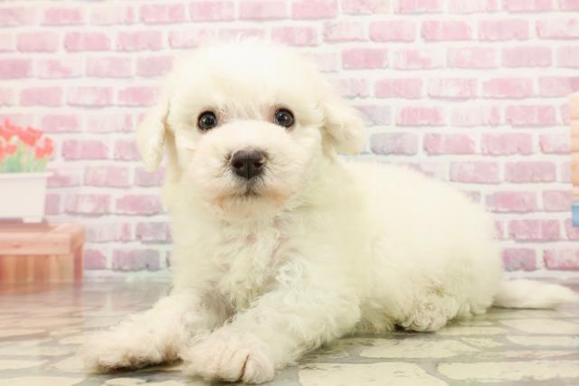 新潟県のビションフリーゼ (Coo&RIKU新潟東店/2025年6月9日生まれ/男の子/ホワイト)の子犬の2枚目の画像