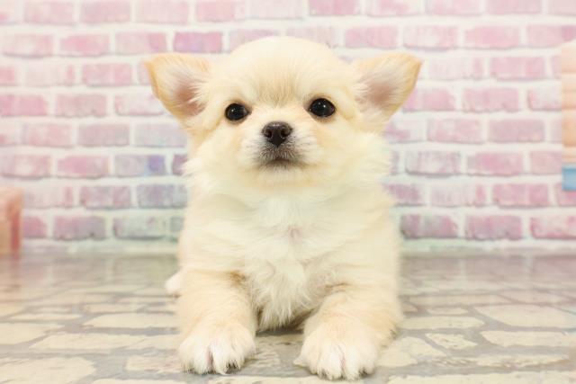 東京都のチワワ(ロング) (Coo&RIKU新宿三丁目店/2025年6月10日生まれ/男の子/クリーム)の子犬の1枚目の画像