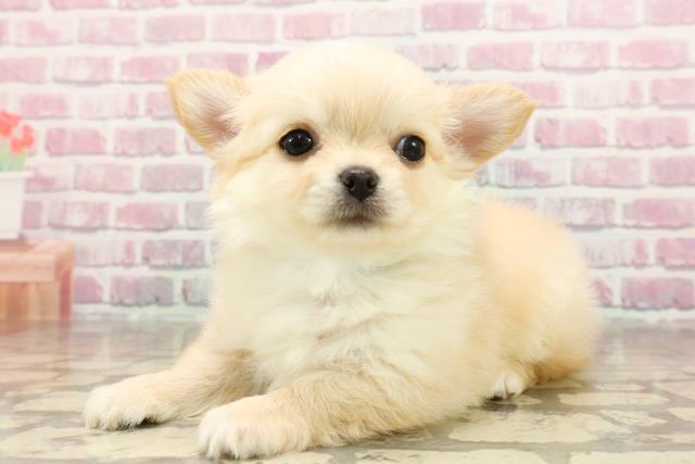 東京都のチワワ(ロング) (Coo&RIKU新宿三丁目店/2025年6月10日生まれ/男の子/クリーム)の子犬の2枚目の画像