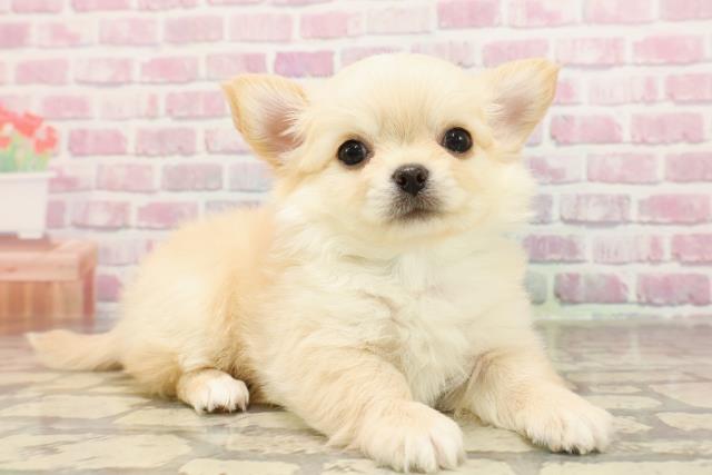 東京都のチワワ(ロング) (Coo&RIKU新宿三丁目店/2025年6月10日生まれ/男の子/クリーム)の子犬の3枚目の画像