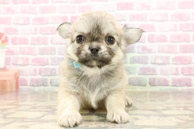 東京都のチワワ(ロング) (Coo&RIKU新小岩店/2025年6月10日生まれ/男の子/フォーン)の子犬