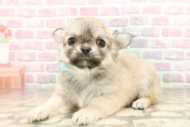 東京都のチワワ(ロング) (Coo&RIKU新小岩店/2025年6月10日生まれ/男の子/フォーン)の子犬の2枚目の画像
