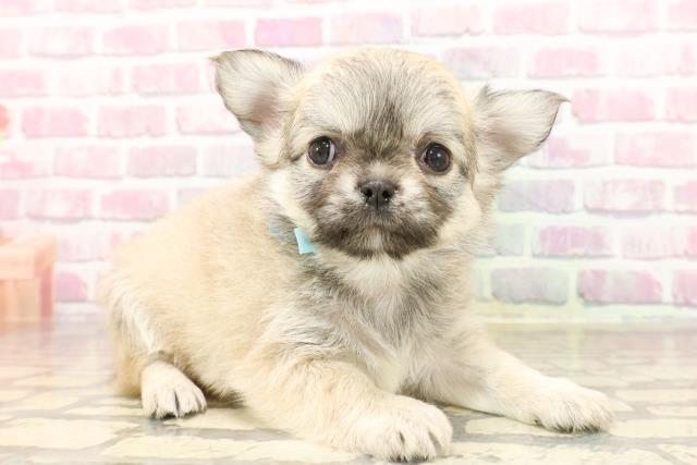 東京都のチワワ(ロング) (Coo&RIKU新小岩店/2025年6月10日生まれ/男の子/フォーン)の子犬の3枚目の画像