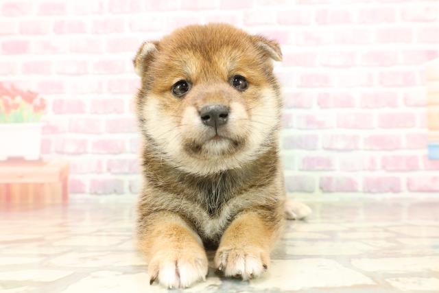 北海道の柴犬(標準サイズ) (Coo&RIKU札幌東店/2025年6月10日生まれ/男の子/赤)の子犬の1枚目の画像