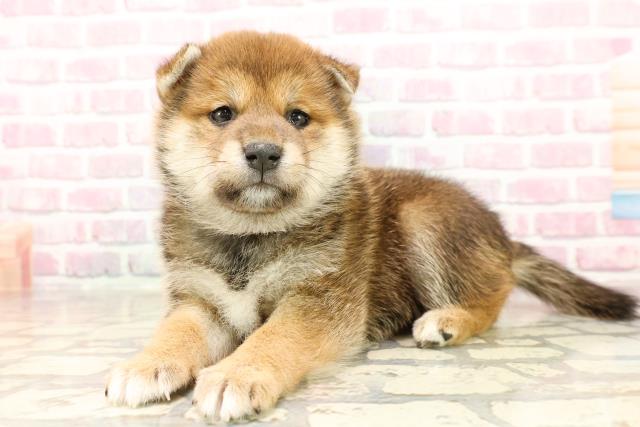 北海道の柴犬(標準サイズ) (Coo&RIKU札幌東店/2025年6月10日生まれ/男の子/赤)の子犬の2枚目の画像