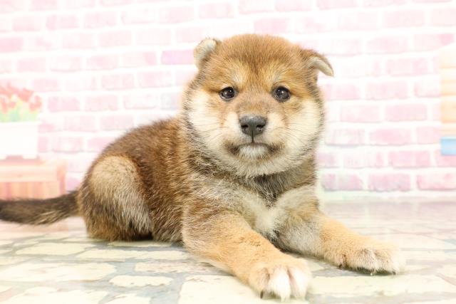 北海道の柴犬(標準サイズ) (Coo&RIKU札幌東店/2025年6月10日生まれ/男の子/赤)の子犬の3枚目の画像