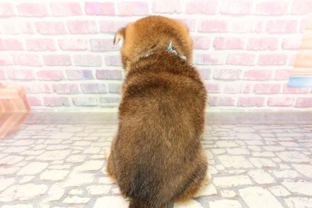 北海道の柴犬(標準サイズ) (Coo&RIKU札幌東店/2025年6月10日生まれ/男の子/赤)の子犬の4枚目の画像