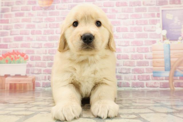 秋田県のゴールデンレトリバー (Coo&RIKU秋田店/2025年6月9日生まれ/女の子/ゴールデン)の子犬の1枚目の画像