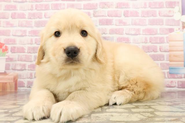 秋田県のゴールデンレトリバー (Coo&RIKU秋田店/2025年6月9日生まれ/女の子/ゴールデン)の子犬の2枚目の画像