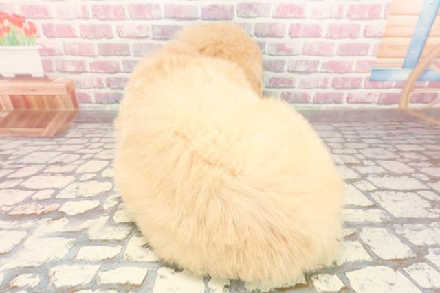 秋田県のゴールデンレトリバー (Coo&RIKU秋田店/2025年6月9日生まれ/女の子/ゴールデン)の子犬の4枚目の画像