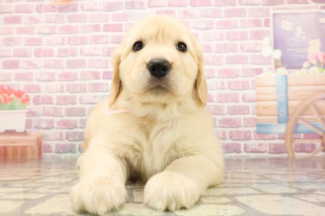 東京都のゴールデンレトリバー (Coo&RIKU江戸川店/2025年6月9日生まれ/女の子/ゴールデン)の子犬