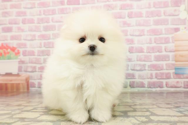 栃木県のポメラニアン (Coo&RIKUFKDインターパーク店/2025年6月10日生まれ/男の子/クリーム)の子犬の1枚目の画像