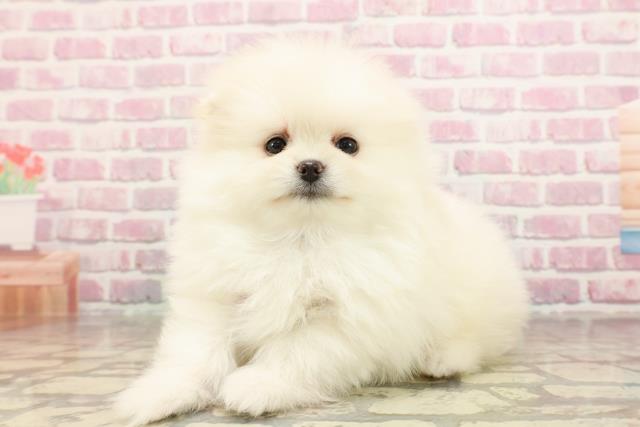 栃木県のポメラニアン (Coo&RIKUFKDインターパーク店/2025年6月10日生まれ/男の子/クリーム)の子犬の2枚目の画像