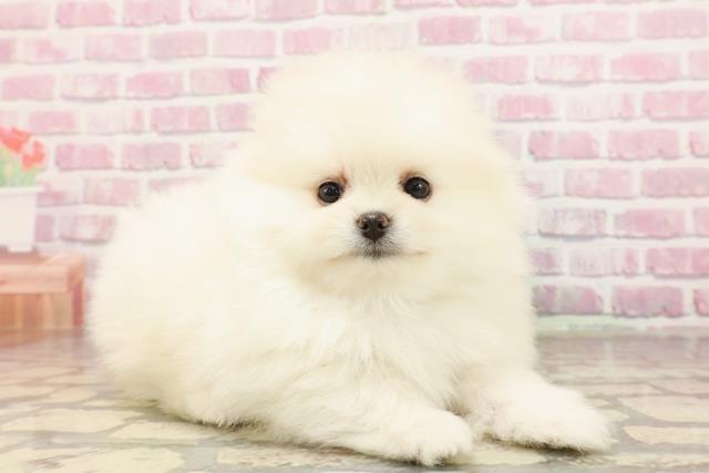 栃木県のポメラニアン (Coo&RIKUFKDインターパーク店/2025年6月10日生まれ/男の子/クリーム)の子犬の3枚目の画像