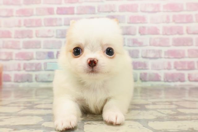 東京都のチワワ(ロング) (Coo&RIKU東久留米店/2025年6月10日生まれ/男の子/ホワイトクリーム)の子犬