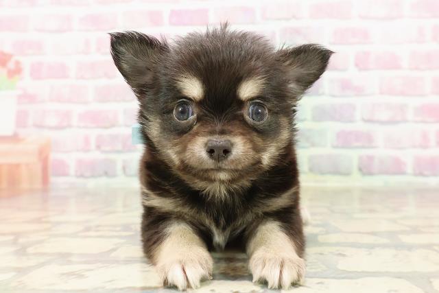 東京都のチワワ(ロング) (Coo&RIKU足立本店/2025年6月8日生まれ/男の子/ブラックタンホワイト)の子犬の1枚目の画像