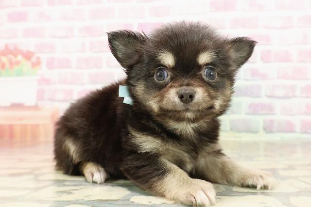 東京都のチワワ(ロング) (Coo&RIKU足立本店/2025年6月8日生まれ/男の子/ブラックタンホワイト)の子犬の3枚目の画像