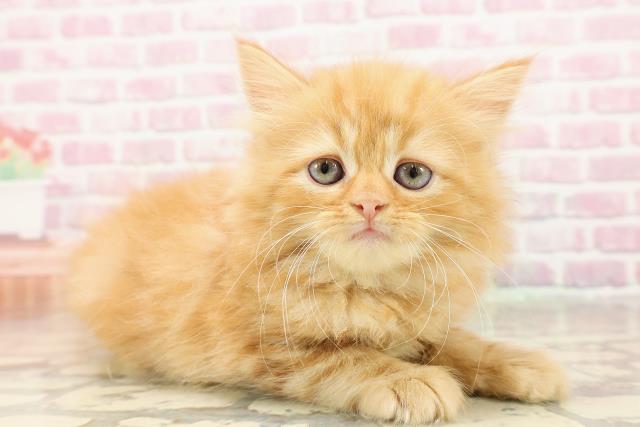 【中古】 福日福猫/幻冬舎/高森共子 譲渡猫一覧 | ペットショップCoo＆RIKU