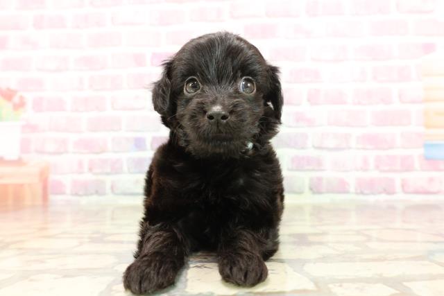 北海道のハーフ犬・ミックス犬 (Coo&RIKU札幌東店/2025年6月2日生まれ/男の子/ブラック)の子犬の1枚目の画像