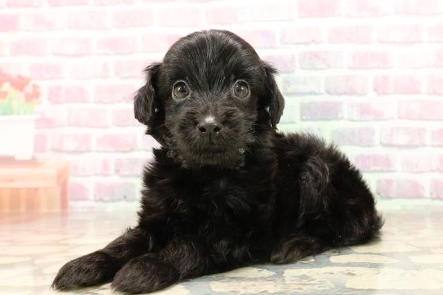北海道のハーフ犬・ミックス犬 (Coo&RIKU札幌東店/2025年6月2日生まれ/男の子/ブラック)の子犬の2枚目の画像