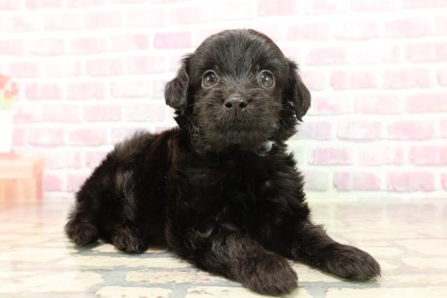 北海道のハーフ犬・ミックス犬 (Coo&RIKU札幌東店/2025年6月2日生まれ/男の子/ブラック)の子犬の3枚目の画像