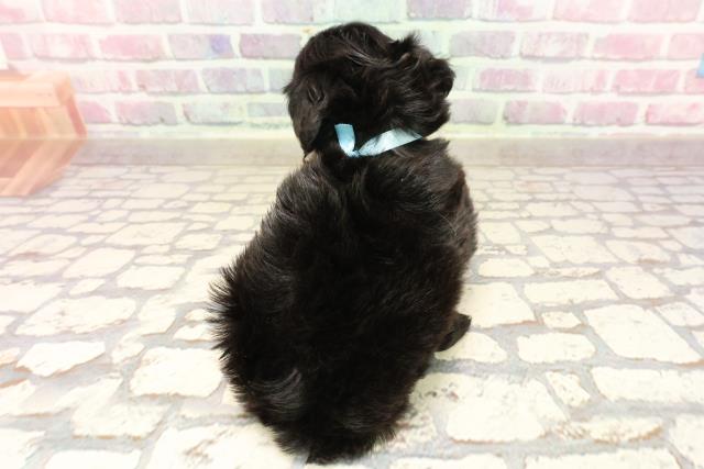 北海道のハーフ犬・ミックス犬 (Coo&RIKU札幌東店/2025年6月2日生まれ/男の子/ブラック)の子犬の4枚目の画像