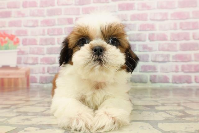 北海道のシーズー (Coo&RIKU帯広店/2025年6月9日生まれ/女の子/ゴールドホワイト)の子犬の1枚目の画像
