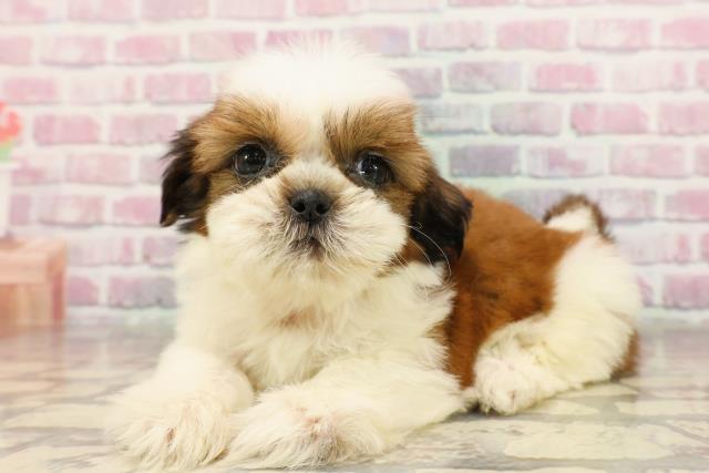 北海道のシーズー (Coo&RIKU帯広店/2025年6月9日生まれ/女の子/ゴールドホワイト)の子犬の2枚目の画像