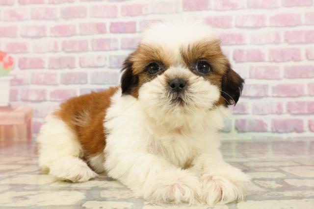 北海道のシーズー (Coo&RIKU帯広店/2025年6月9日生まれ/女の子/ゴールドホワイト)の子犬の3枚目の画像