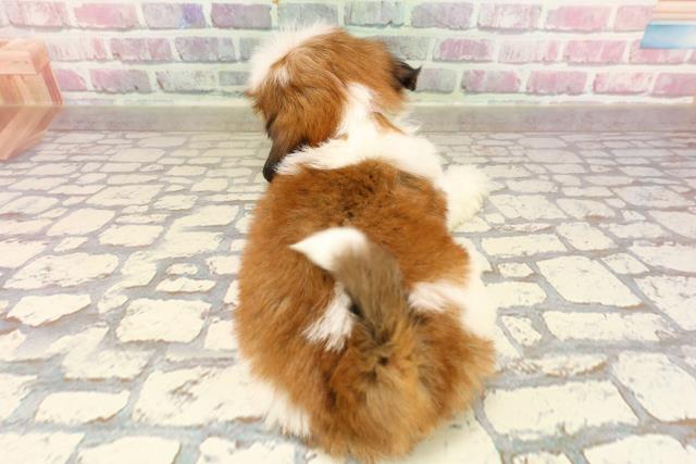 北海道のシーズー (Coo&RIKU帯広店/2025年6月9日生まれ/女の子/ゴールドホワイト)の子犬の4枚目の画像
