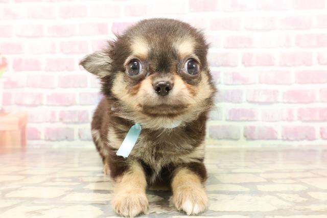 東京都のチワワ(ロング) (Coo&RIKU足立本店/2025年5月19日生まれ/男の子/ブラックタンホワイト)の子犬の1枚目の画像