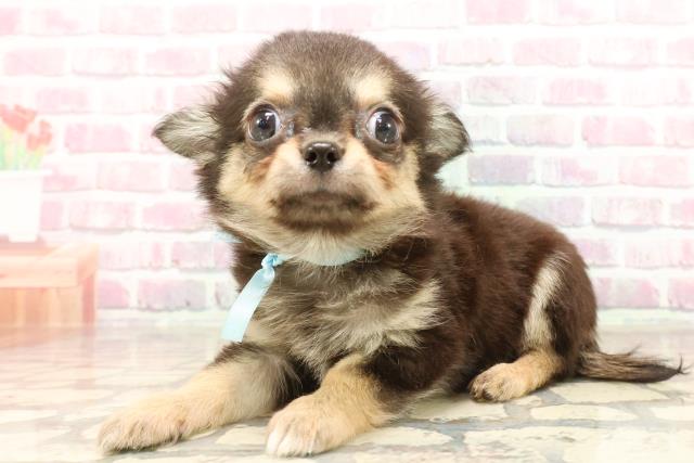 東京都のチワワ(ロング) (Coo&RIKU足立本店/2025年5月19日生まれ/男の子/ブラックタンホワイト)の子犬の2枚目の画像