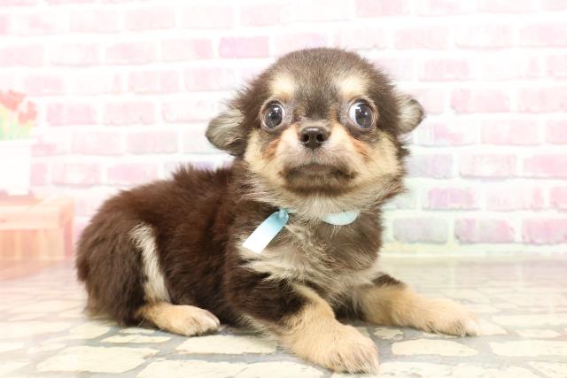 東京都のチワワ(ロング) (Coo&RIKU足立本店/2025年5月19日生まれ/男の子/ブラックタンホワイト)の子犬の3枚目の画像