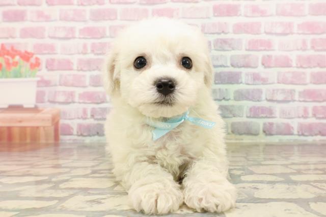 北海道のビションフリーゼ (Coo&RIKU札幌西店/2025年6月3日生まれ/男の子/ホワイト)の子犬の1枚目の画像