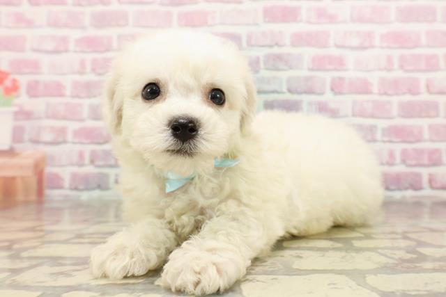 北海道のビションフリーゼ (Coo&RIKU札幌西店/2025年6月3日生まれ/男の子/ホワイト)の子犬の2枚目の画像