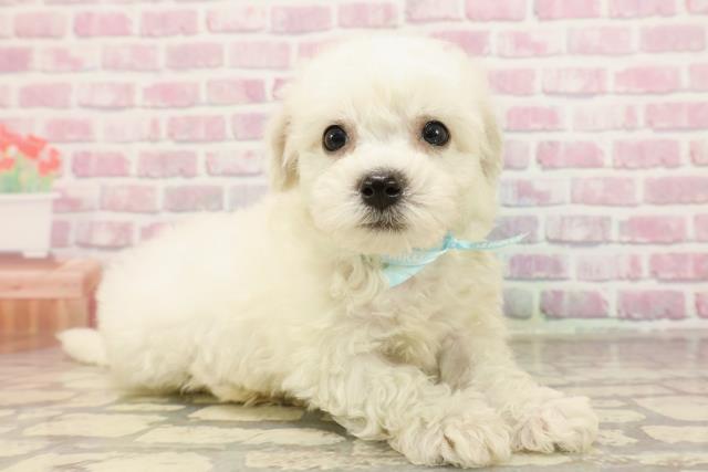 北海道のビションフリーゼ (Coo&RIKU札幌西店/2025年6月3日生まれ/男の子/ホワイト)の子犬の3枚目の画像
