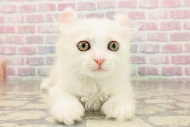 栃木県のアメリカンカール (Coo&RIKUFKDインターパーク店/2025年6月9日生まれ/男の子/クリームホワイト)の子猫の1枚目の画像